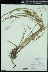 Carex aureolensis image