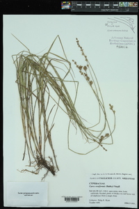 Carex reniformis image