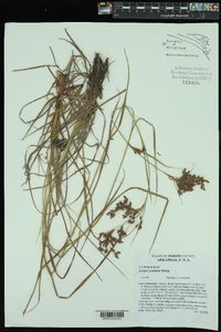 Scirpus pendulus image