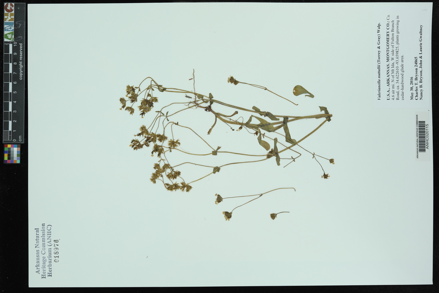 Valerianella nuttallii image