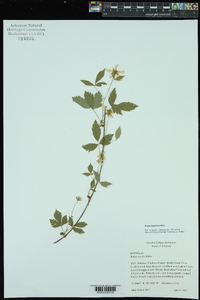 Rubus flagellaris image