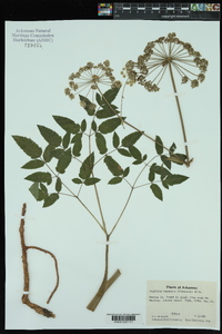 Angelica venenosa image