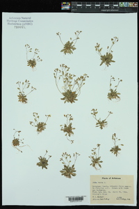 Draba verna image