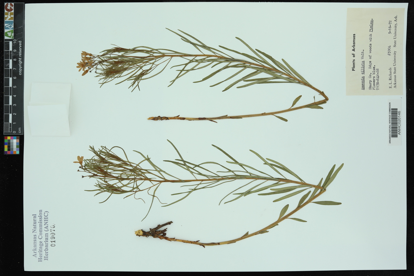 Amsonia ciliata image