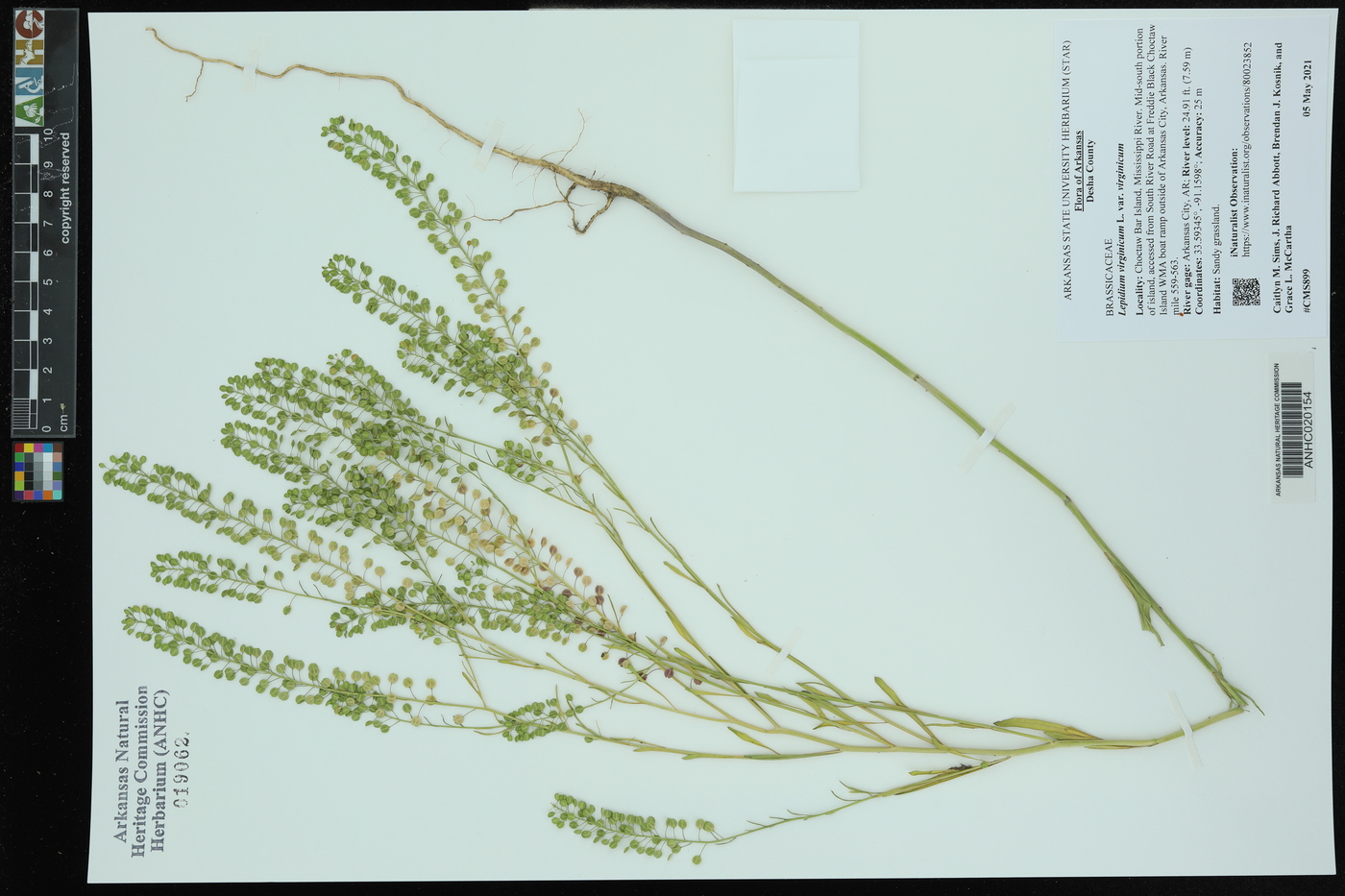 Lepidium virginicum var. virginicum image