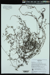 Galium tinctorium var. floridanum image