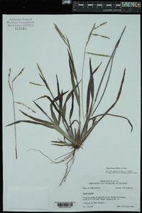 Paspalum laeve var. laeve image