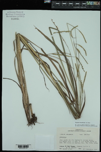 Paspalum laeve var. laeve image