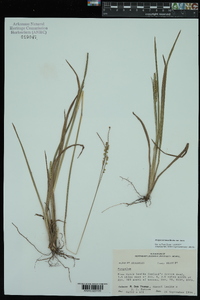 Paspalum laeve var. laeve image