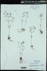 Houstonia longifolia image