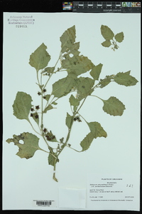 Solanum sarrachoides image