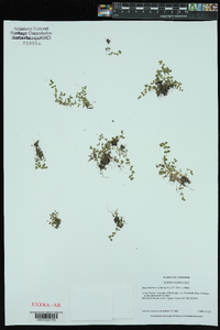 Micranthemum umbrosum image