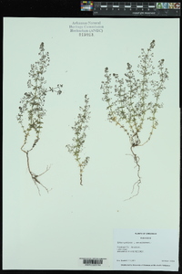 Galium parisiense image