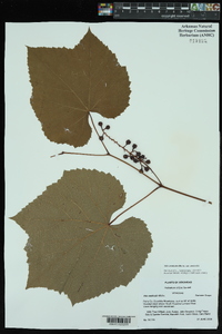 Vitis aestivalis var. aestivalis image