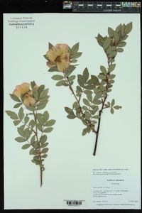 Rosa carolina subsp. subserrulata image