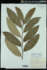 Castanea pumila var. ozarkensis image