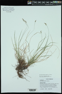 Carex albicans var. albicans image