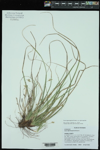 Carex nigromarginata image