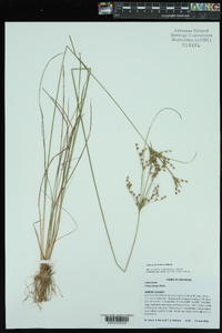 Juncus dichotomus image