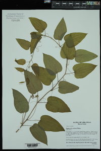 Smilax pulverulenta image