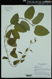 Smilax pulverulenta image