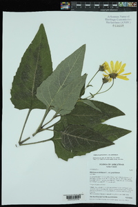 Silphium perfoliatum var. perfoliatum image