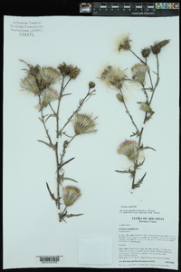 Cirsium nuttallii image