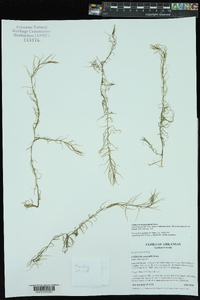 Callitriche heterophylla image