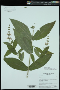 Stachys iltisii image