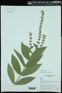 Stachys iltisii image