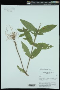 Stachys iltisii image