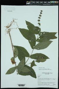 Stachys iltisii image