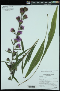 Liatris scariosa image