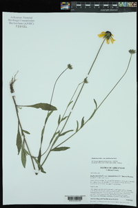 Rudbeckia hirta var. pulcherrima image