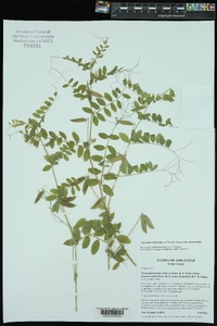 Vicia ludoviciana subsp. leavenworthii image