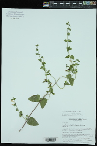 Scutellaria cardiophylla image