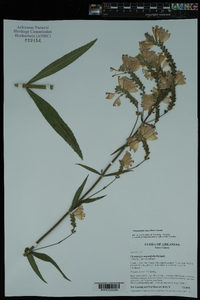 Physostegia angustifolia image