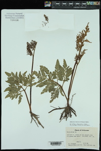 Sceptridium biternatum image