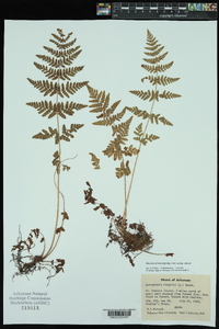 Woodsia obtusa subsp. obtusa image