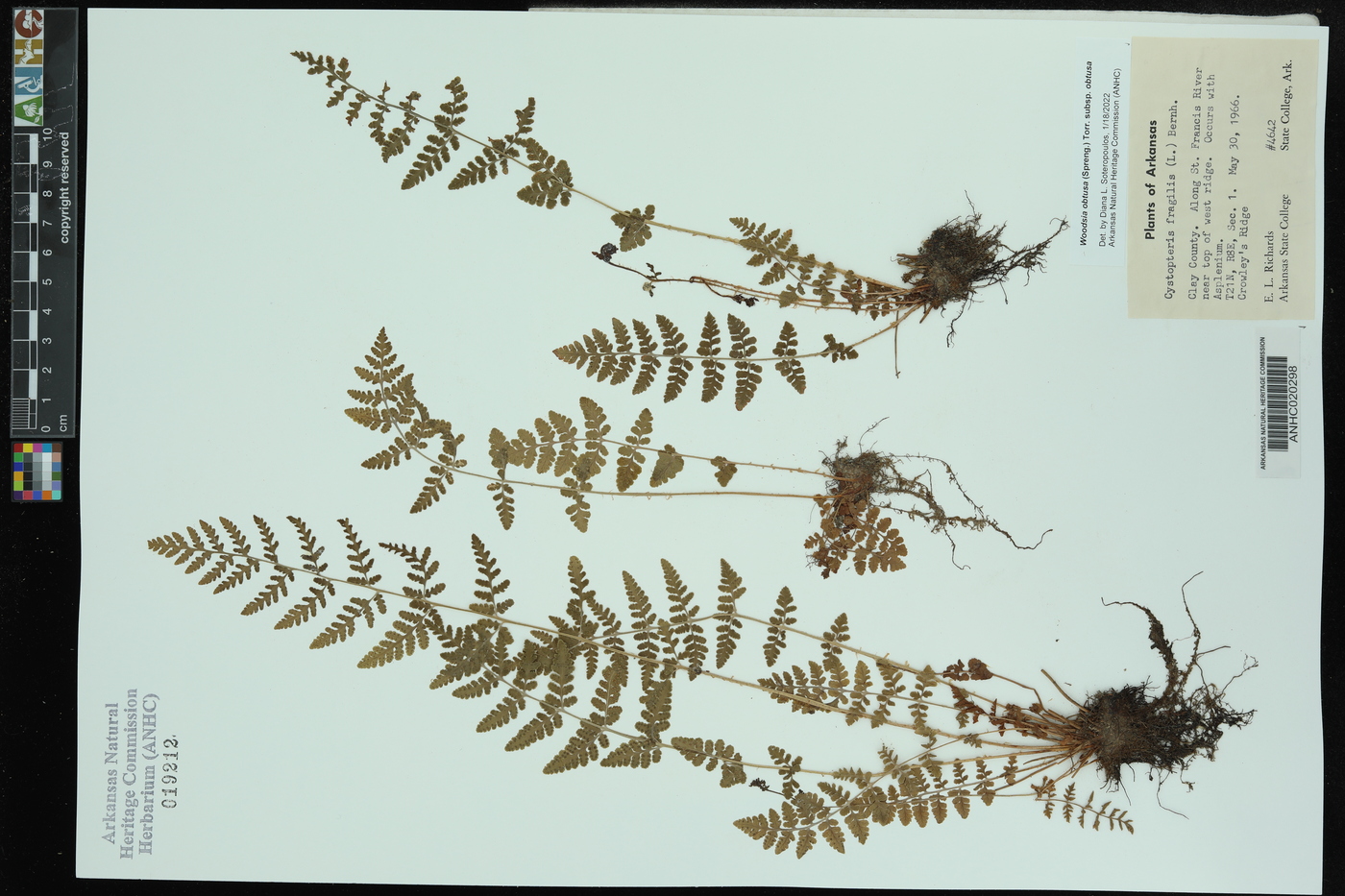 Woodsia obtusa subsp. obtusa image