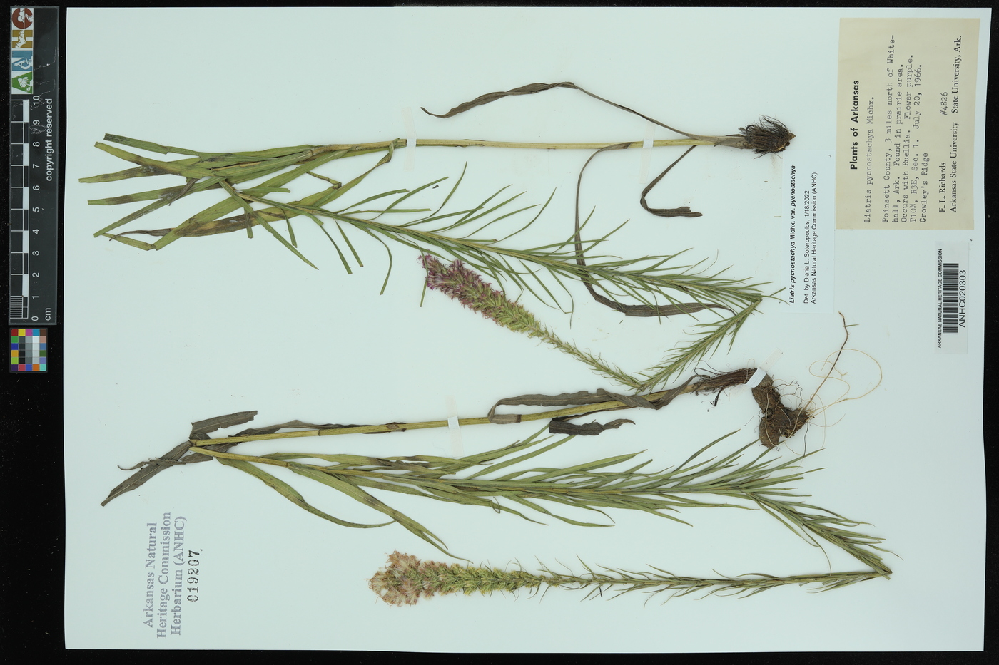 Liatris pycnostachya var. pycnostachya image