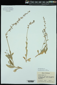 Lobelia appendiculata image