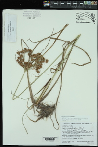 Cyperus pseudovegetus image