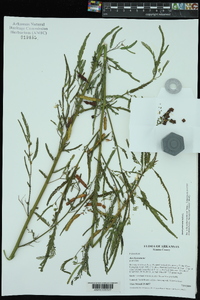 Aeschynomene indica image