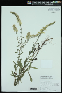 Solidago nemoralis subsp. nemoralis image