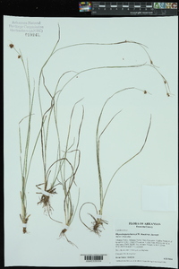Rhynchospora harveyi var. harveyi image