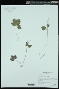 Cardamine angustata image