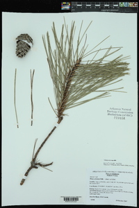 Pinus echinata image