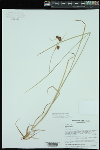 Rhynchospora recognita image