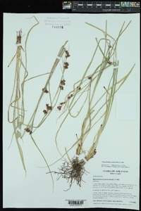 Rhynchospora glomerata image